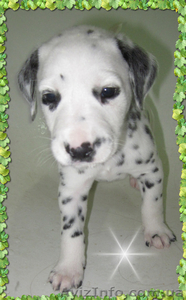 Далматинцы. Продам щенков. #774976