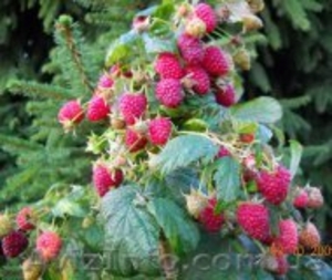 Продаем саженцы малины Сорт Поляна. #778038