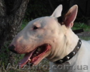 кобель бультерьера #768138