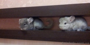  Продаются породистые Шиншиллы #781415