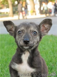 Отдам в добрые руки щеночков (будут небольшими)!!! #782804