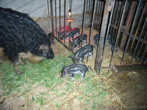 Под заказ забой на мясо мангалица пуховая венгерская(элитные породы свиней) #780253