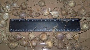 Продам часник на посадку (однозубка і зубок) #765113