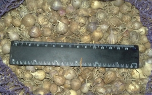 Продам чеснок украинский на посадку. #771578