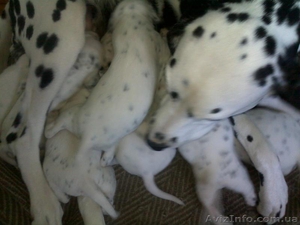 Далматинцы. Продам щенков. Родились 16.09.2012г.  #768912