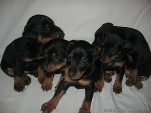 Продам щеночков ягдтерьера #766676