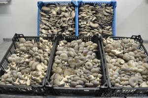 грибы Шампиньоны оптом  #768402