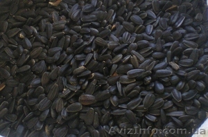 Продам подсолнух кондитерский #767476