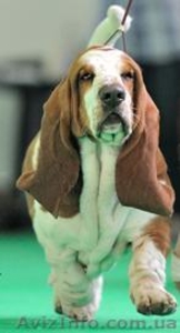 Продам цуценят бассет-хаунда #778159