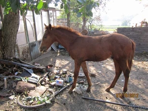 продаю лошадёнка пяти месяцов.  #770488