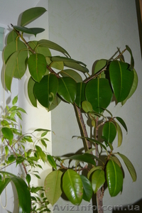 Продаю дерево Каучуковый Фикус #770489