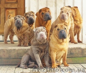 срочно продам очаровательных шарпеев #776529