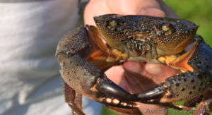 Черноморский каменный краб #769314