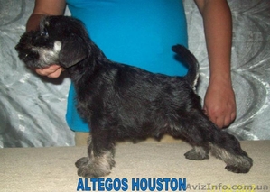 Цвергшнауцер,  щенки чёрные с серебром #778258