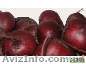 Продам свеклу сорт Детройт оптом. #765147