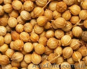 Куплю Кориандр,  нут,  чечевицу,  расторопшу #769152