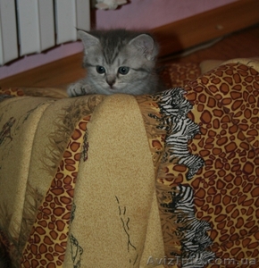 Кошечка окрас вискас #769986