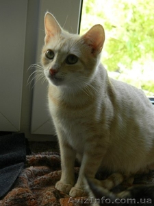 Котики и кошечки в самые добрые руки #780452