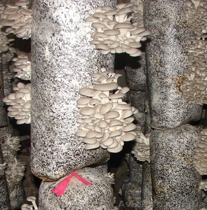 продам мицелий вешенки . консультации Кировоград #775254