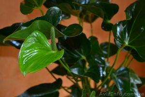 Продам антуриум  #770484