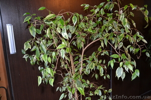 Продам Фикус бенжамино варигато #770487