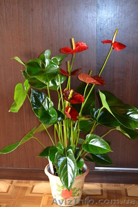 Продам Антуриум Шерцера  #770473