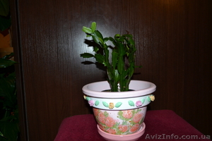 Рождественник комнатное растение. #770510