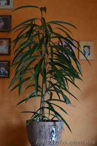 Продам шикарный фикус #770483