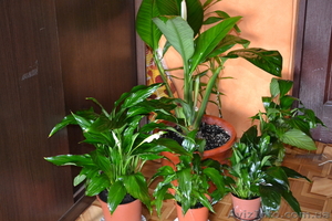 Продам вазончики спатифиллума #770513