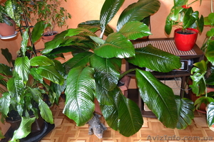 Продаю Королевский спатифиллум  #770499