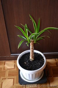 Продам  пальму Юку #770482