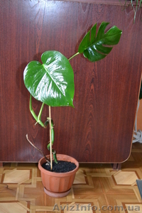 Продаю расточки монстеры #770492