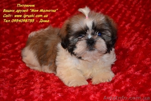 Очаровательные щенки ши-тцу шоу-класса! #781735