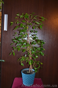 Продам Фикус Наташа #770502