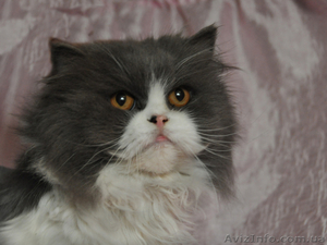 Отдам персидского кота! #771867