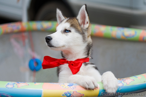 продам щенков  хаски #739689