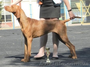 венгерскаявыжла (щенки) #780703