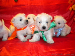 Щенки Вест хайленд уайт терьер  #777596