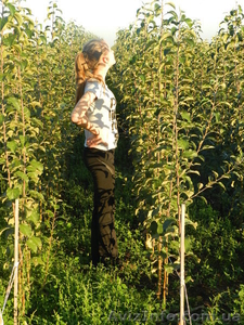 Продам саженцы яблони на М-9,  М-26,  ММ-106 #765577