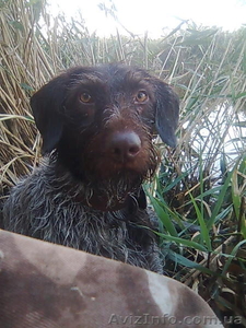 Продам щенков дратхаара. #776817
