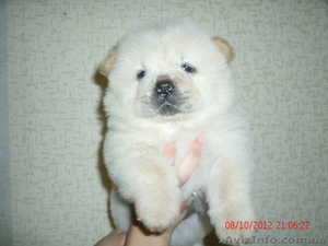 кремовые щенки чау-чау #771109