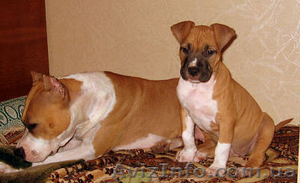  щенок амстаффа #755240