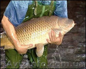 Закупка рыбы оптом #772406