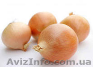 продам лук, капусту. #781371