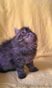  Котята персы  экстремалы породные #782648