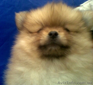 Обаятельные шпицы #765282