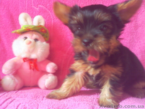 Продам  щенки йоркширского терьера   #734667