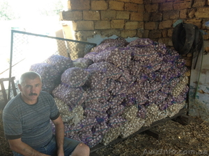 чеснок сорт Любаша #766090