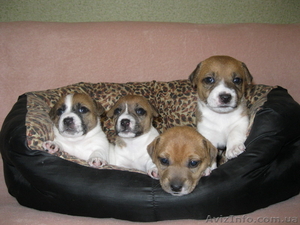 продам щенков Джек-Рассел терьера #775496