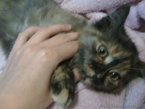 Котенок ждет своего покладистого хозяина #769357